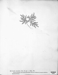 Puccinia tanaceti image